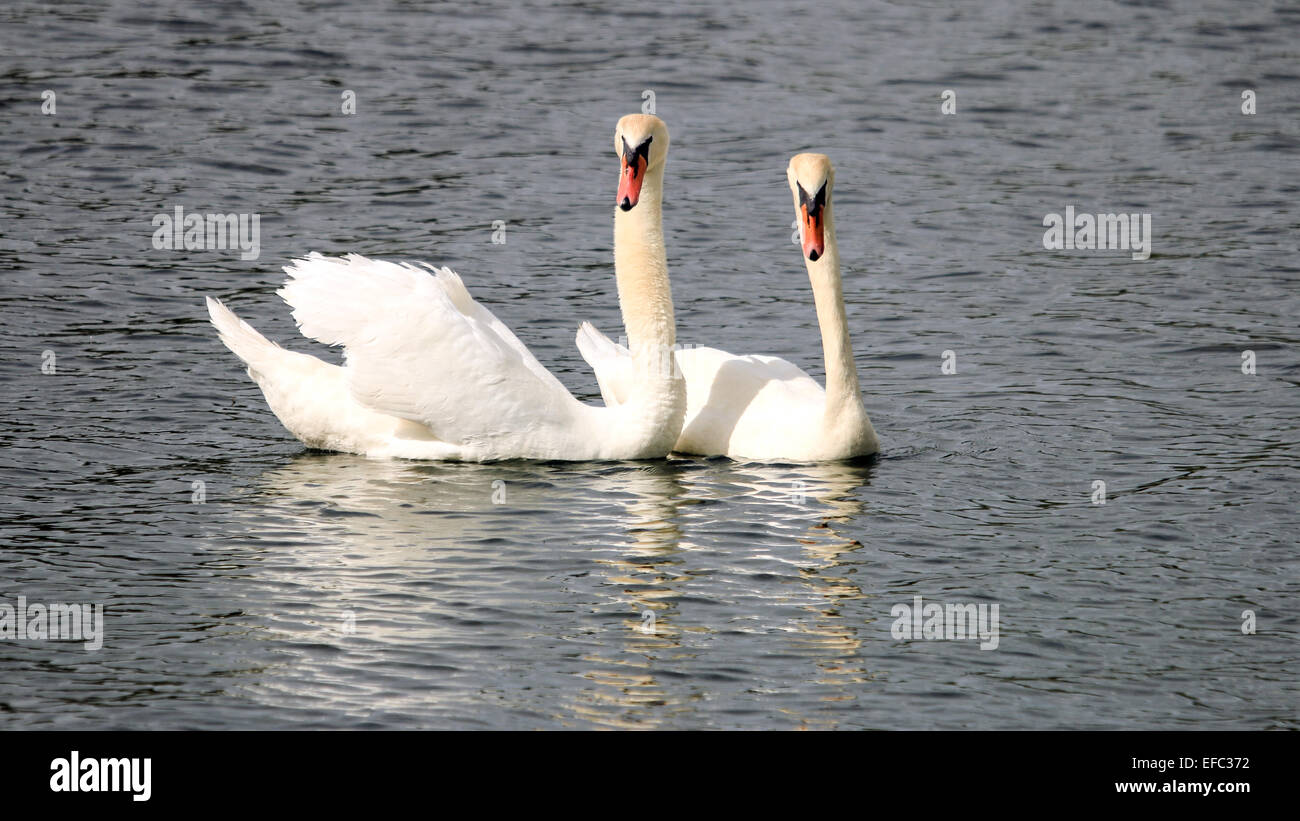 Schwäne in Liebe auf Leybourne Seen Stockfoto