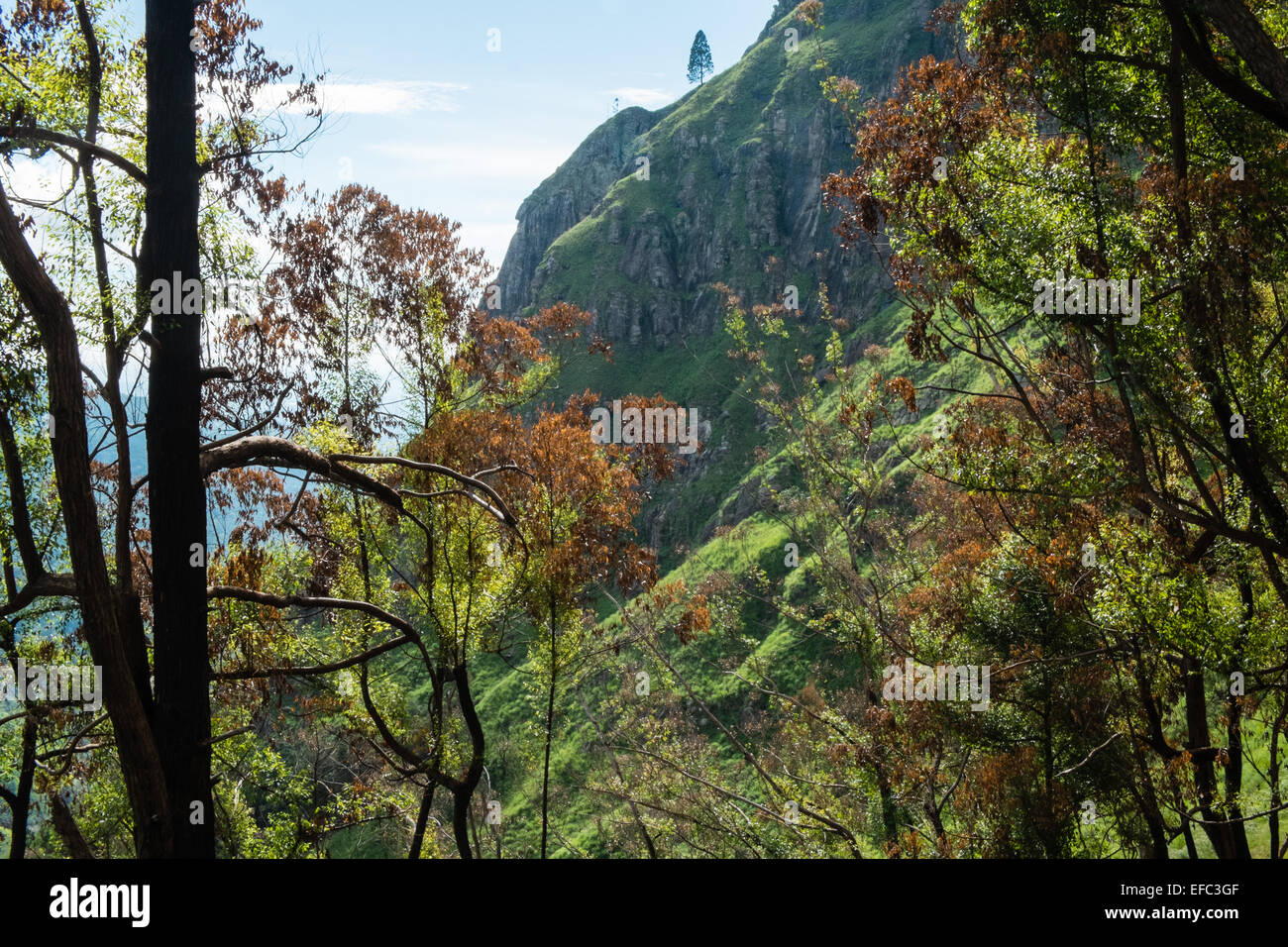 Blick auf Bäume und Adam Peak.green Landschaft. Hügel, Berg, Berg. Ella Gap. Stockfoto