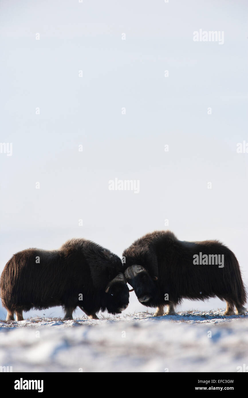 Männliche Moschusochsen Prellen Köpfe Stockfoto