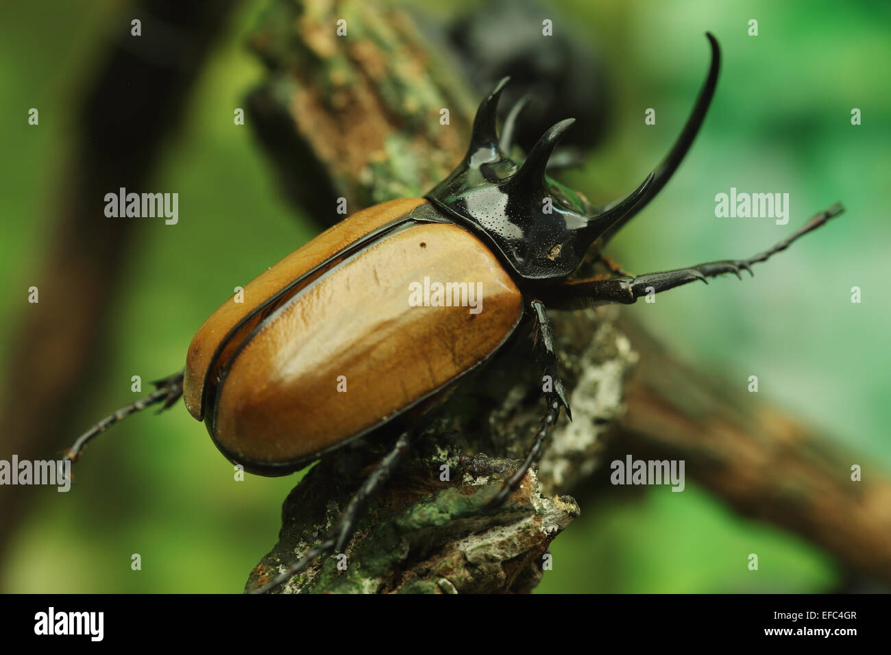 Nashornkäfer auf Holz im Wald Stockfoto