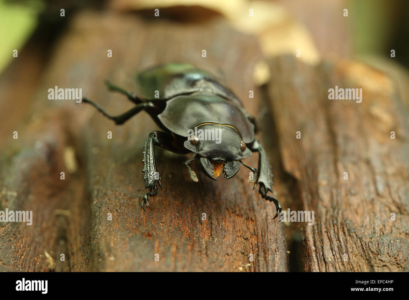 Käfer auf Holz im Wald Stockfoto