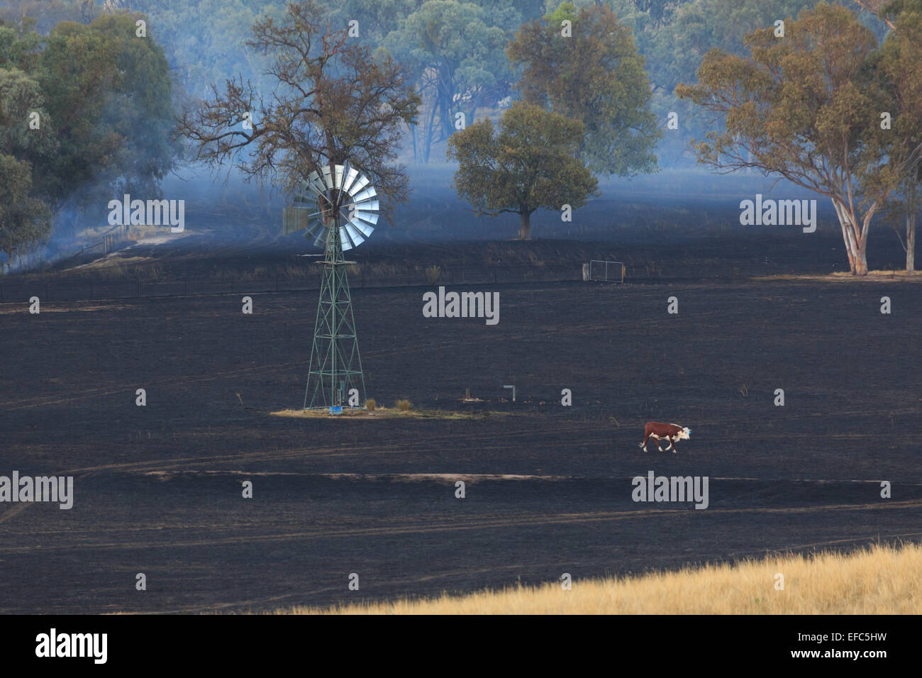 Ein Foto von einer einsamen Kuh auf die Nachwirkungen des ein Buschfeuer auf einer trockenen australischen Farm im zentralen westlichen NSW. . Stockfoto