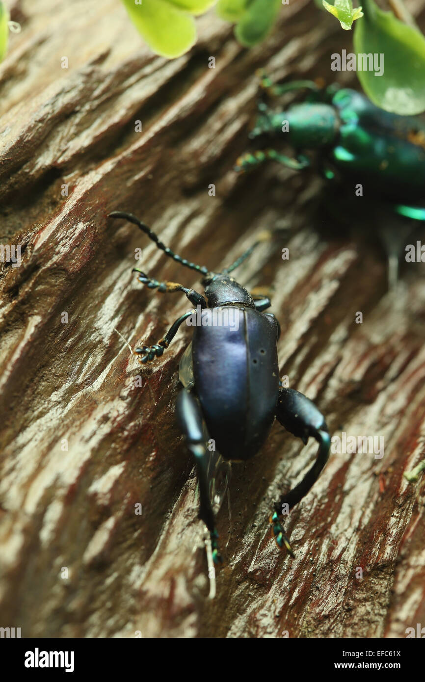 Käfer auf Holz im Wald Stockfoto