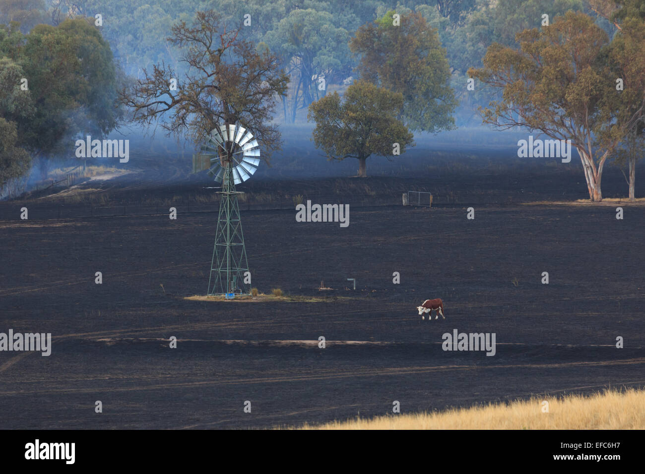 Ein Foto von einer einsamen Kuh auf die Nachwirkungen des ein Buschfeuer auf einer trockenen australischen Farm im zentralen westlichen NSW. Stockfoto