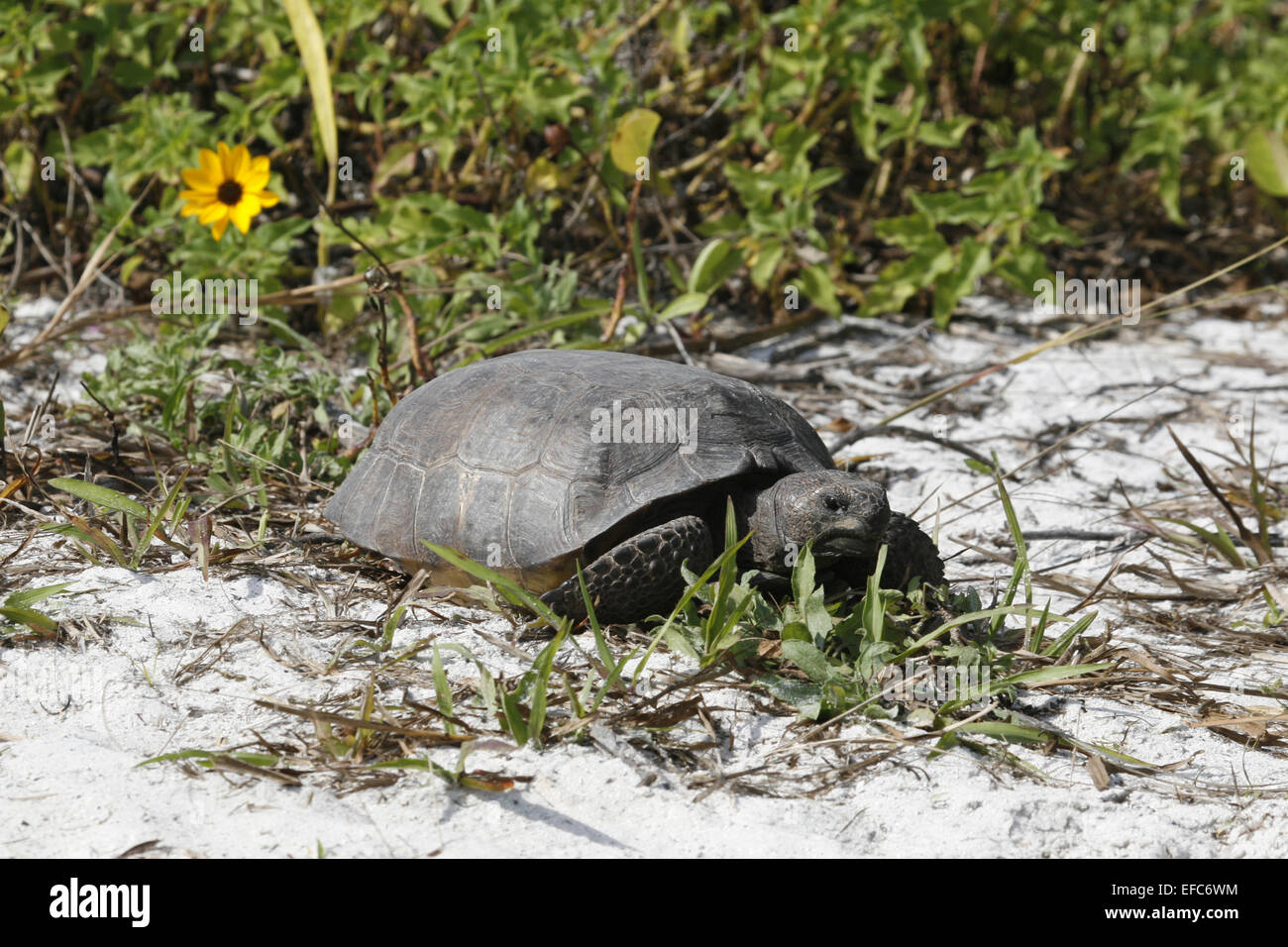 Gopher-Schildkröte-Florida Stockfoto