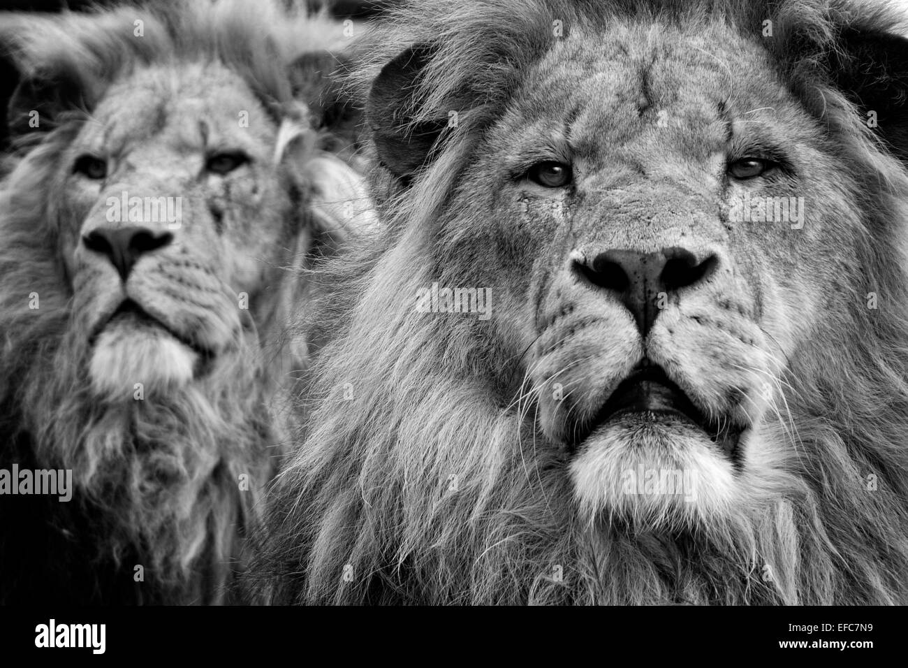 Afrikanische Löwen, Wildlife Heritige Stiftung, Kent, UK © Clarissa Debenham / Alamy Stockfoto