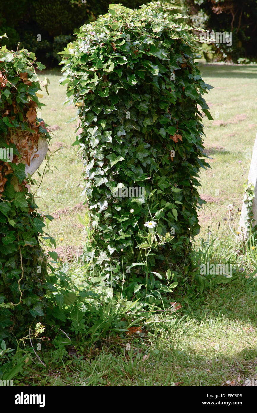 Efeupflanze und grab -Fotos und -Bildmaterial in hoher Auflsung  Alamy