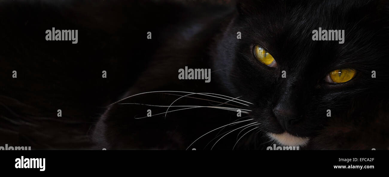 Scharfe augen Fotos und Bildmaterial in hoher Auflösung Alamy