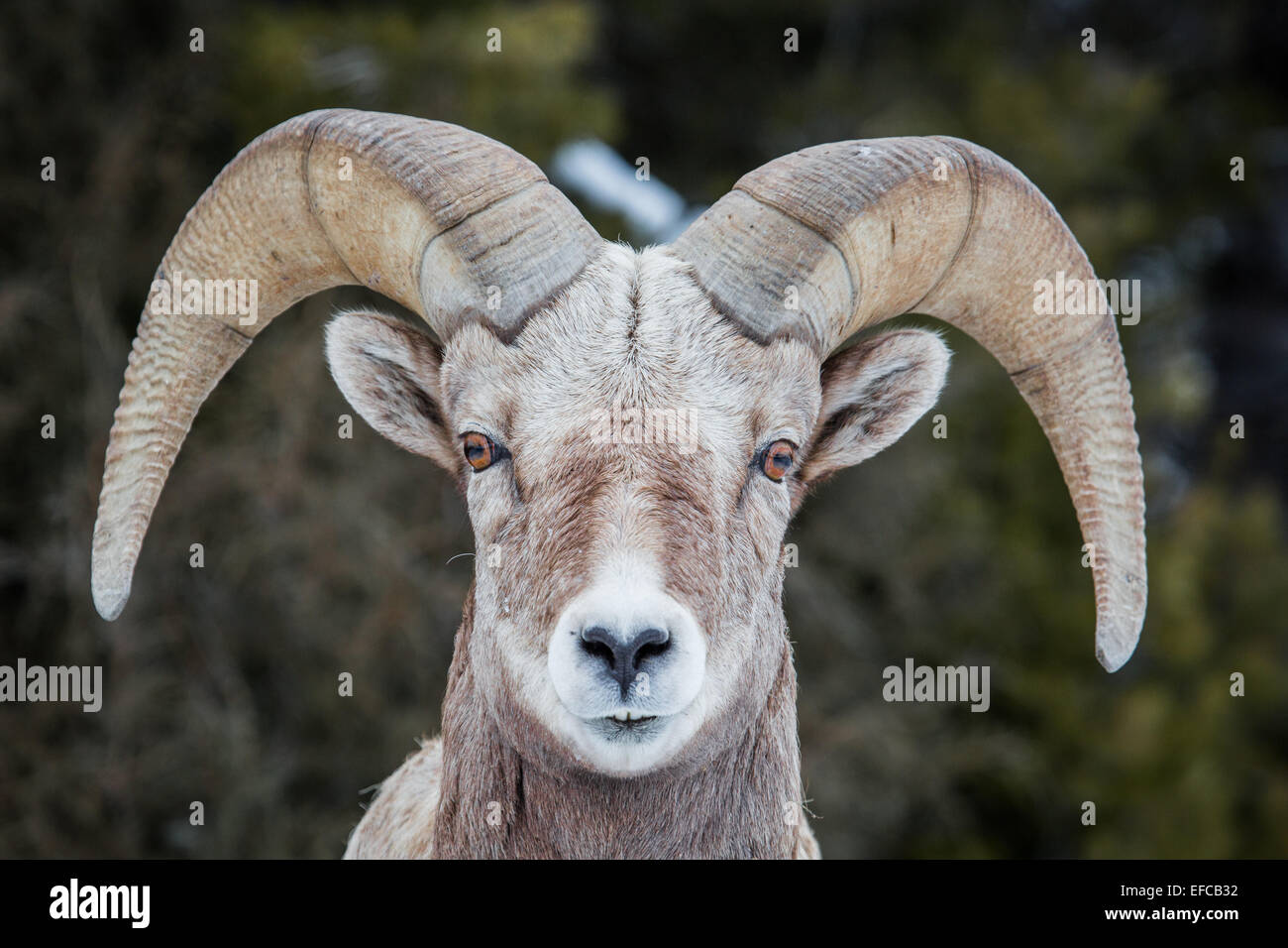 Bighorn Schafe in das Lamar Valley im Yellowstone National Park 19. Januar 2015 in Yellowstone in Wyoming. Stockfoto