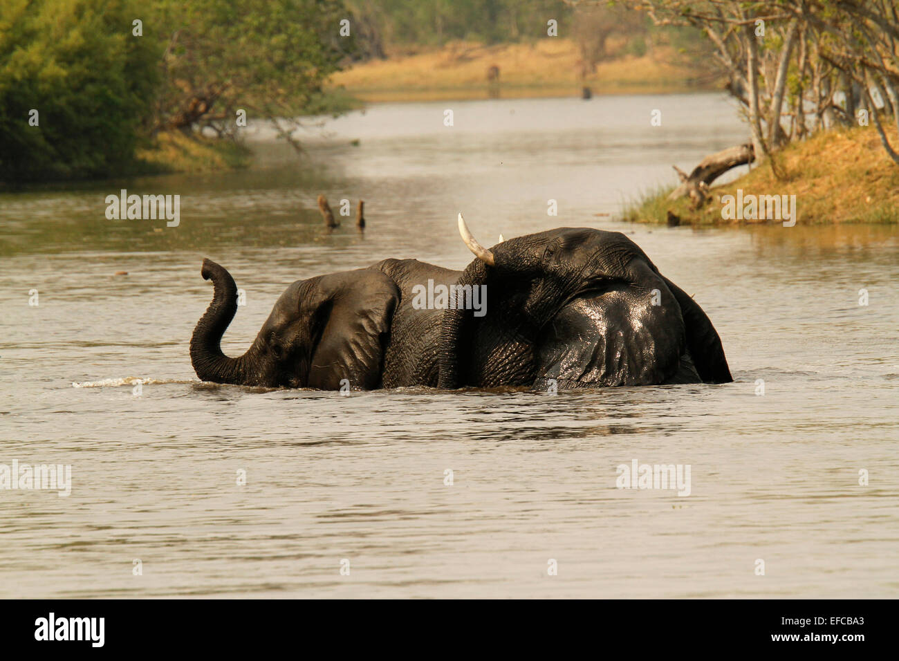 Zwei unter Wasser afrikanische Elefanten entspannen Sie sich in das kühle Nass Wasser spielerisch putting Kopf auf der Rückseite des einen, Kofferraum zusammengerollt Stockfoto