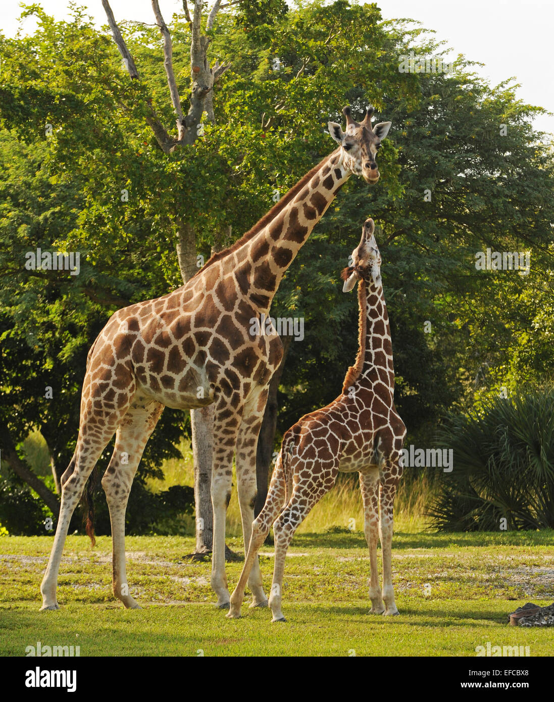 Mutter und junge Giraffe füttern in einer natürlichen Umgebung Stockfoto