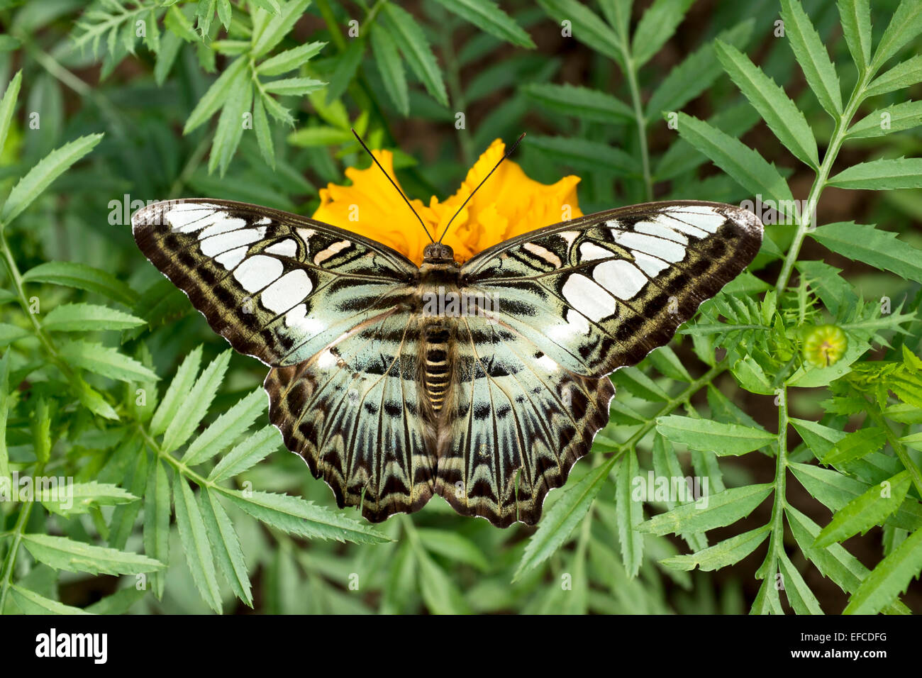 Schmetterling Wildlife in Hanoi auf Thong Nhat Park Stockfoto