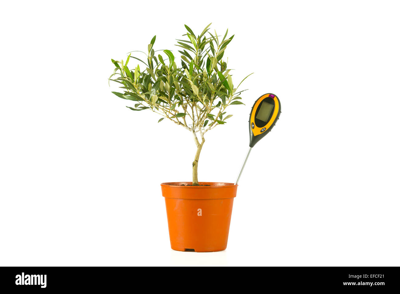Olivenbaum in einem Topf mit einem Feuchtigkeitsmessgerät Stockfoto