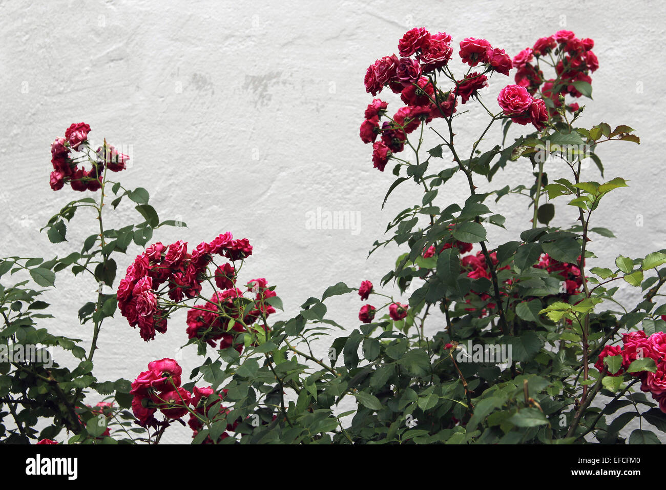 Rosen gegen eine leichte graue Hauswand Stockfoto