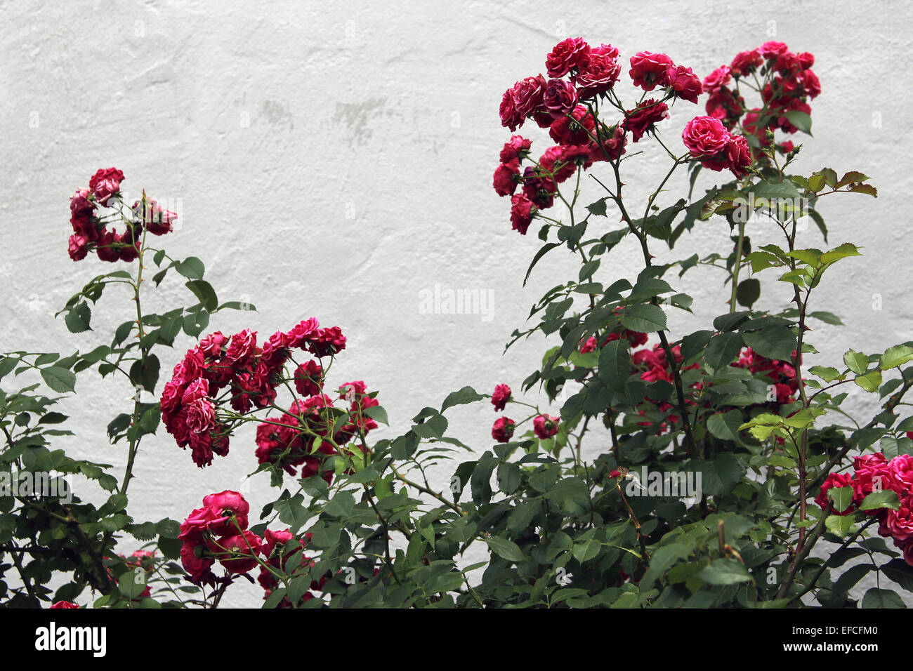 Rosen gegen eine leichte graue Hauswand Stockfoto Rosen gegen eine leichte graue Hauswand Stockfoto
