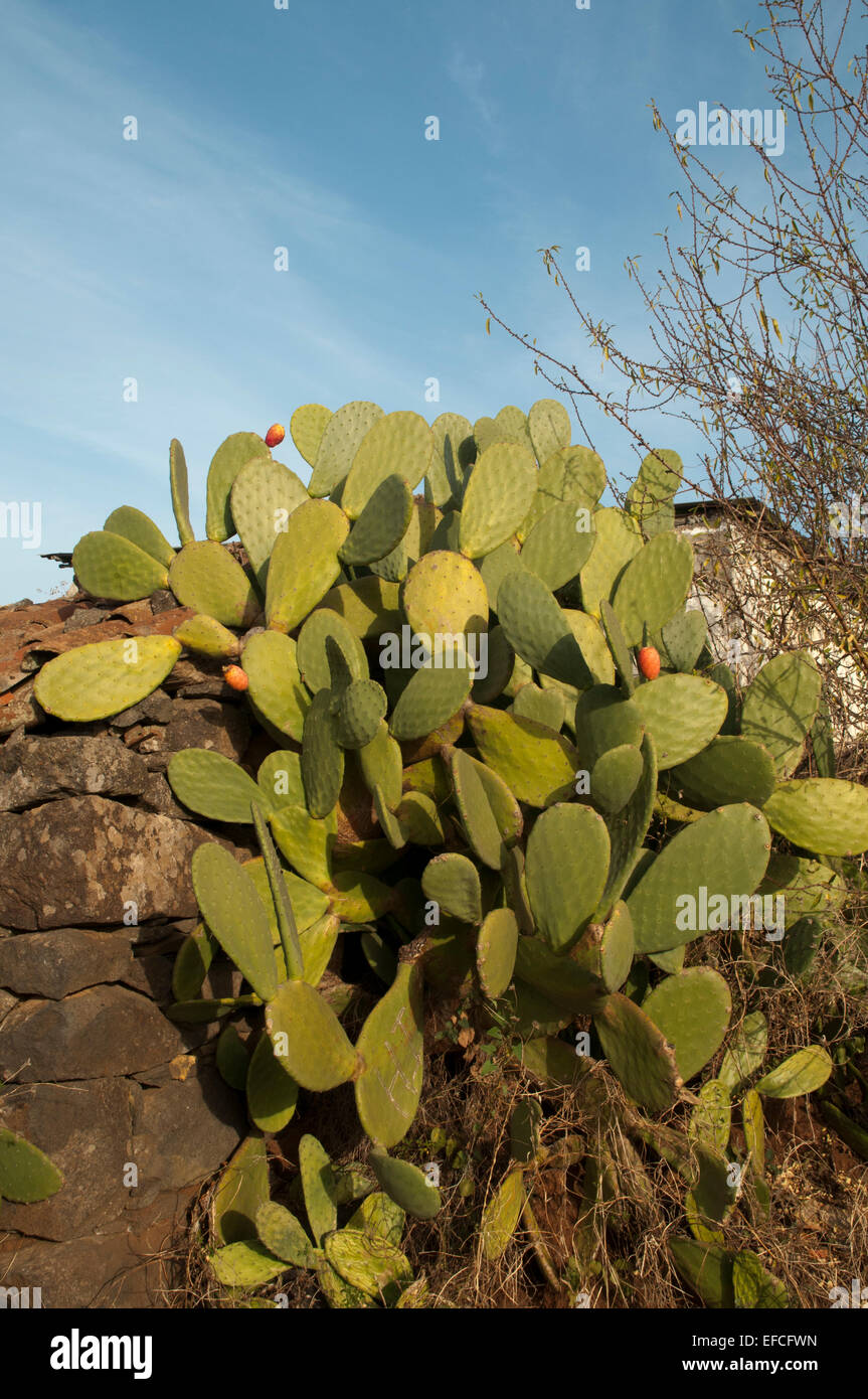 Opuntia ragt eine Wand in der Nähe von Las Tricias auf La Palma.  Opuntien Wuchern Vor Einer Mauer in der Nähe von Las Tricias Auf La Palma Stockfoto