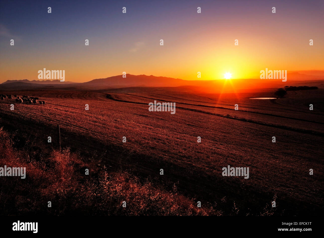 Sonnenaufgang über dem kultivierten Ackerland (Provinz Westkap - Südafrika) Stockfoto