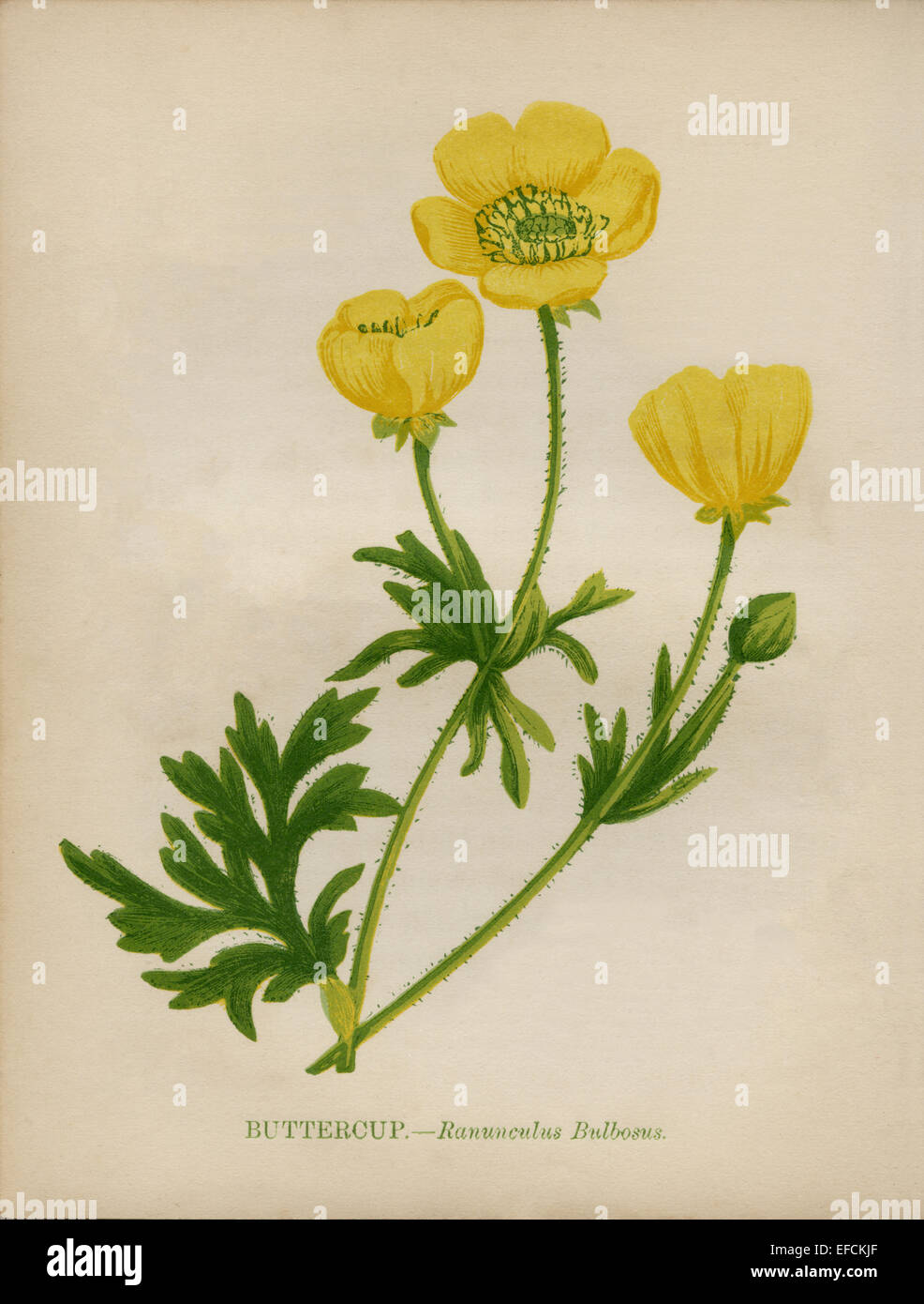 Hahnenfuß (Ranunculus Bulbosus) Farblitho Künstler: Anne Pratt "Wildblumen" 1852 Stockfoto