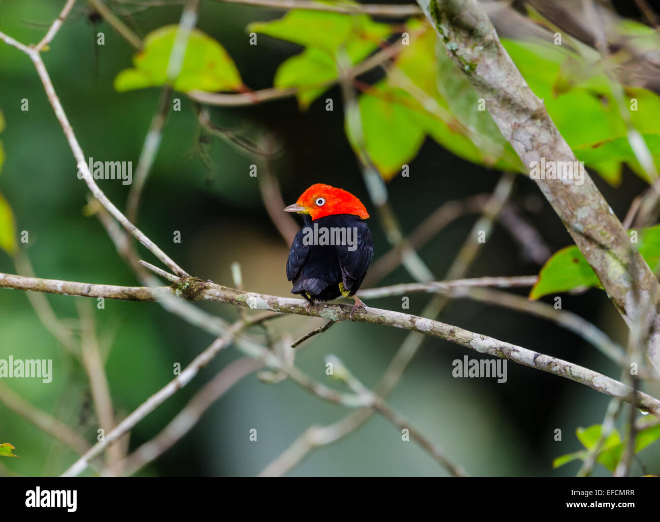 Eine männliche rot-capped Manakin (Ceratopipra Mentalis). Belize, Mittelamerika. Stockfoto