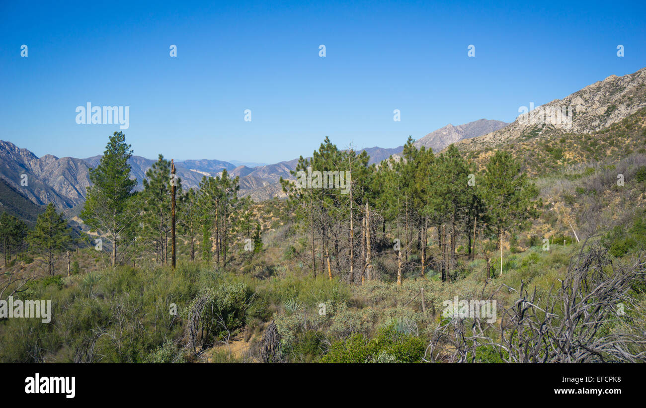 Büschel von Pinien versammelten sich in einem Tal der San Gabriel Mountains. Stockfoto