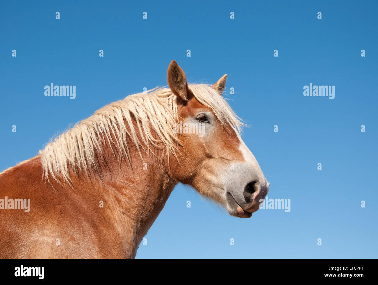 Wunderschöne belgische Zugpferd gegen blauen Himmel Stockfoto Wunderschöne belgische Zugpferd gegen blauen Himmel Stockfoto
