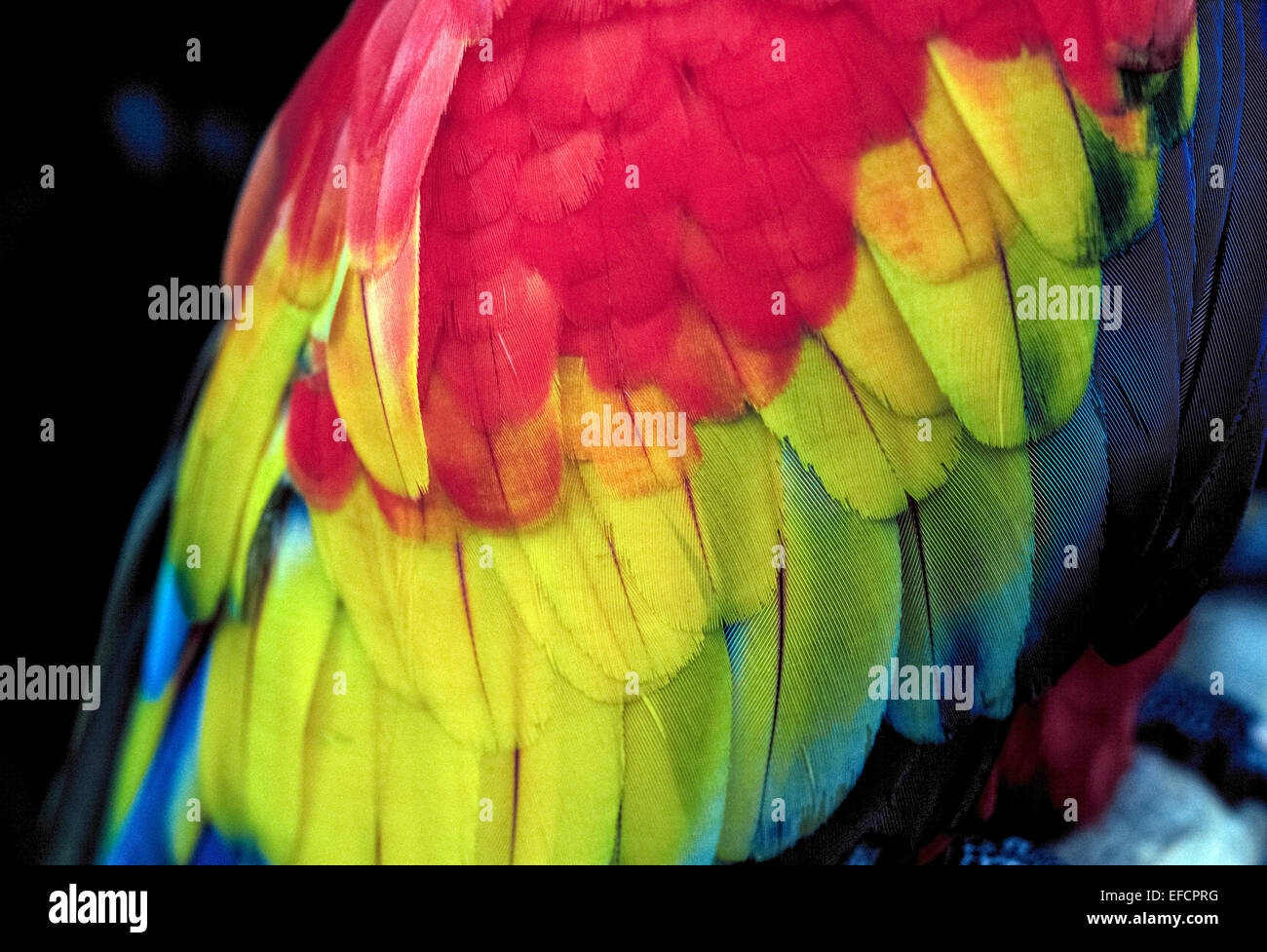Eine Nahaufnahme von den Federn von einem hellroten Aras zeigt die strahlenden roten, gelben und blauen Farben des dieser Papageienarten, die in Südamerika heimisch ist. Stockfoto