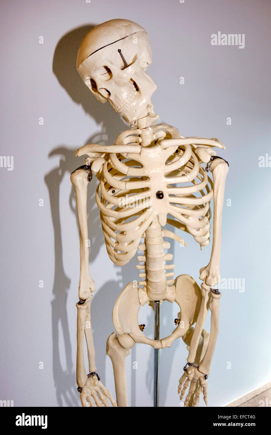 Miami Beach, Florida, Untersuchungsraum des Arztes, menschliches Skelett, Plastik, Besucher reisen Reise touristischer Tourismus Wahrzeichen Kultur cultura Stockfoto