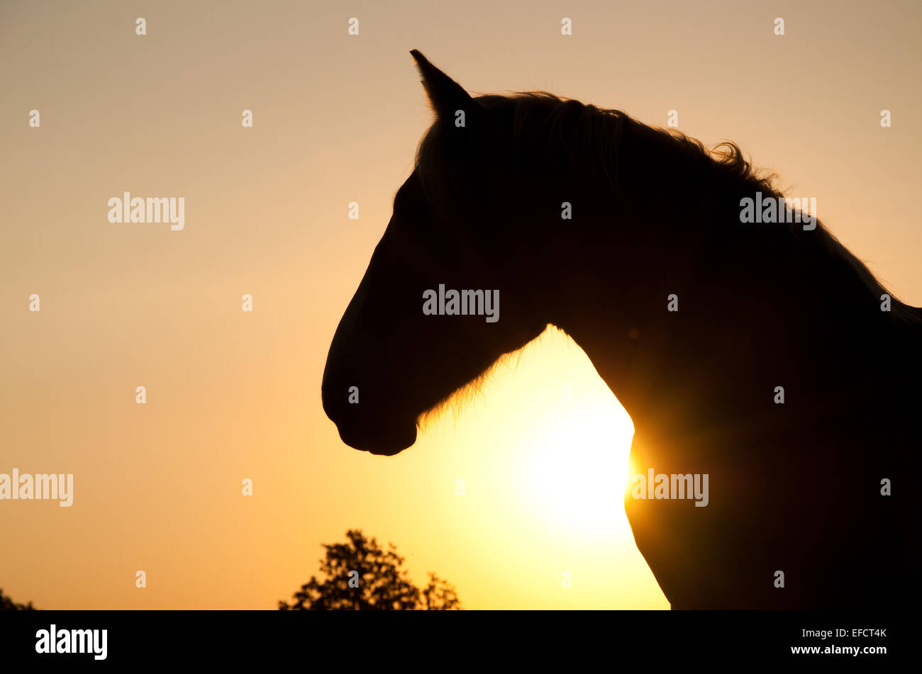 Herrliche Profil eine leistungsstarke belgische Zugpferd Silhouette gegen aufgehende Sonne im Reich Sepia-Farbton Stockfoto