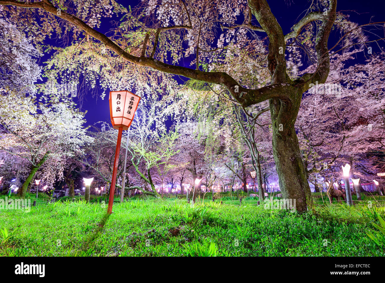 Kyoto, Japan am Festivalgelände Hirano Tempel im Frühjahr. Die Laterne liest "Mondaufgang, Hirano Tempel" Stockfoto
