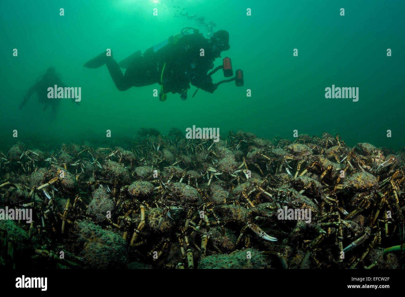 Giant Spider Crab Tauchen. Stockfoto