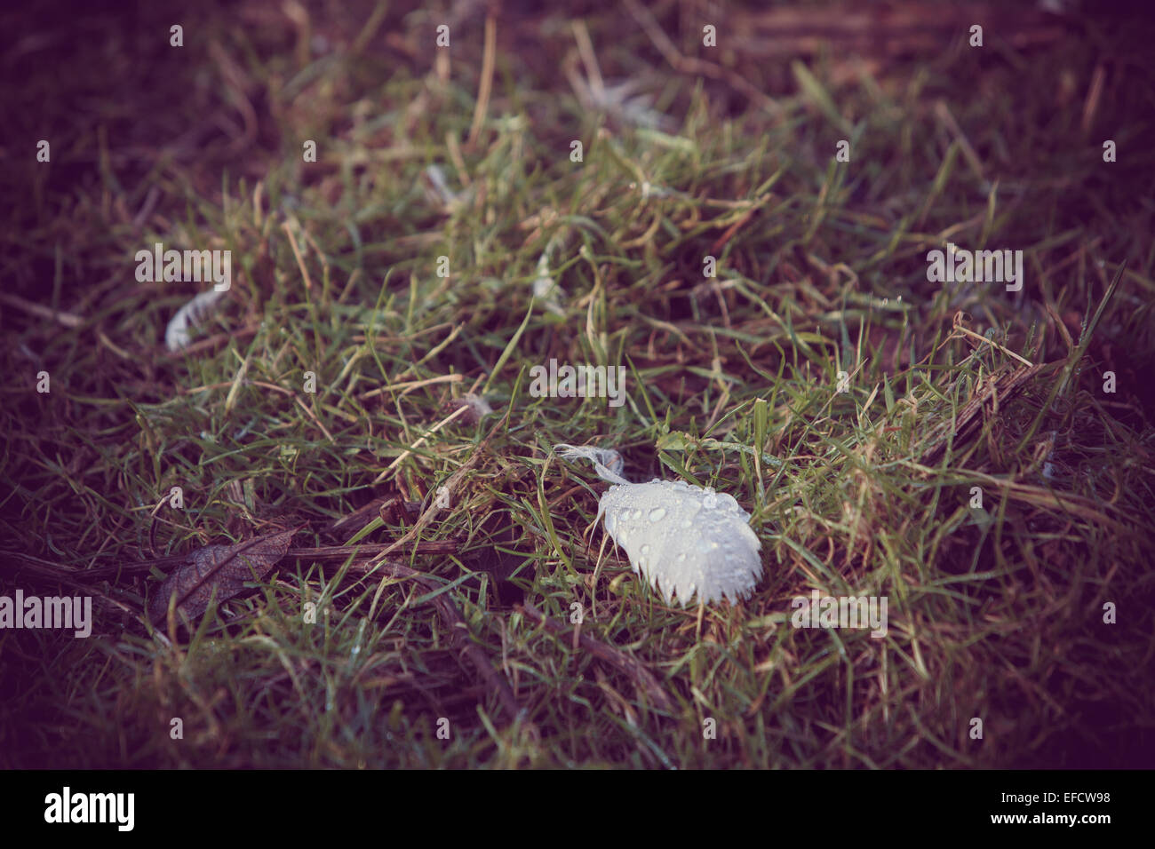 Vögel auf einem zugefrorenen Teich Tierwelt ausblenden bei Martin bloße Sonnenuntergang Schwäne beruhigende leben Landschaft Wüste kunst Vogel fliegen Stockfoto