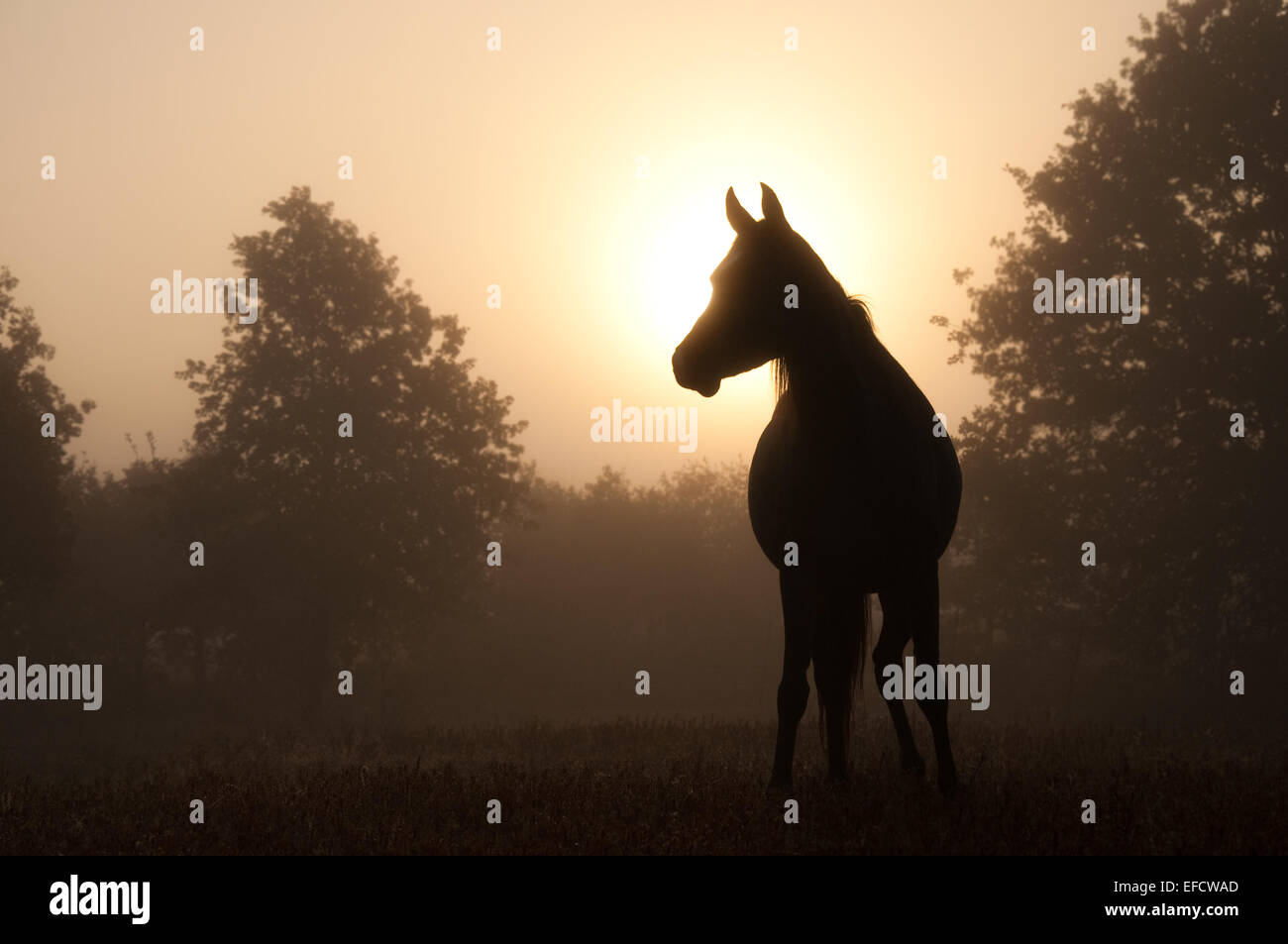 Edle Araberhengst Silhouette gegen Sonnenaufgang durch dichten Nebel Stockfoto