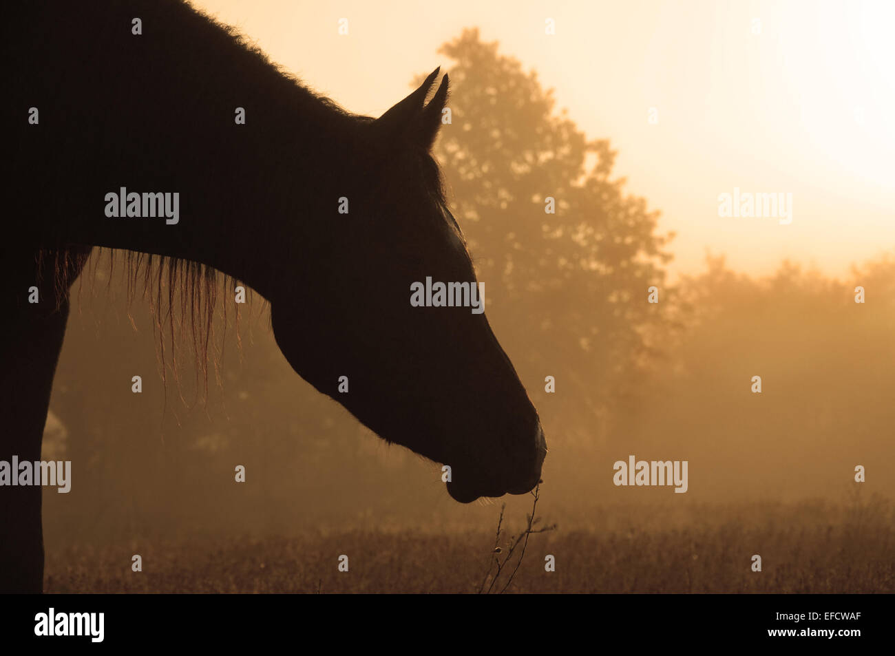Silhouette eines Pferdes Profil gegen Sonnenaufgang und Nebel in Sepia-Farbton Stockfoto