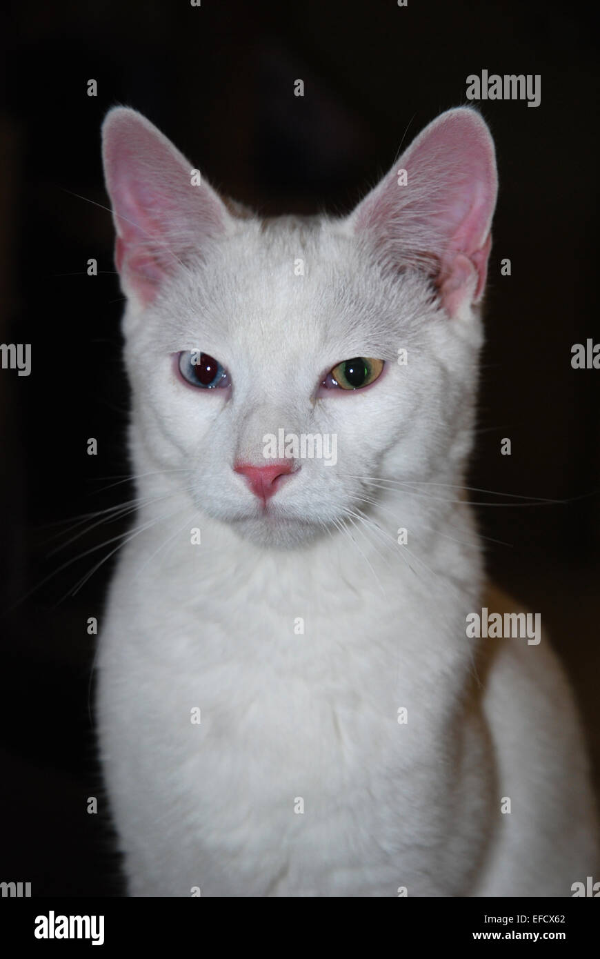 Weiße Katze mit seltsamen Augen sitzen auf schwarzem Hintergrund Stockfoto
