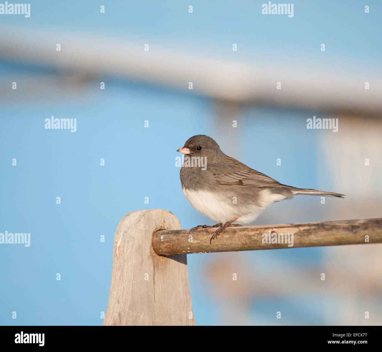 Dunkel-gemustertes Junco gegen eine helle blaue Scheune an einem sonnigen Wintertag Stockfoto
