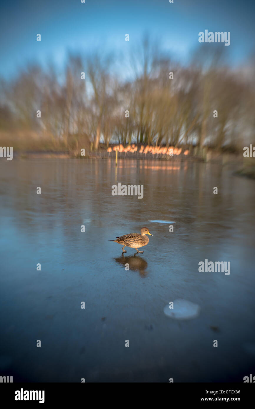 Vögel auf einem zugefrorenen Teich Tierwelt ausblenden bei Martin bloße Sonnenuntergang Schwäne beruhigende leben Landschaft Wüste kunst Vogel fliegen Stockfoto