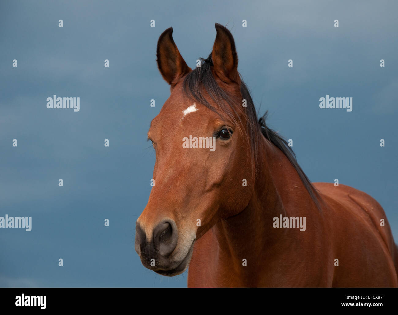 Schöne Bucht Arabisches Pferd gegen stürmischen Himmel Stockfoto