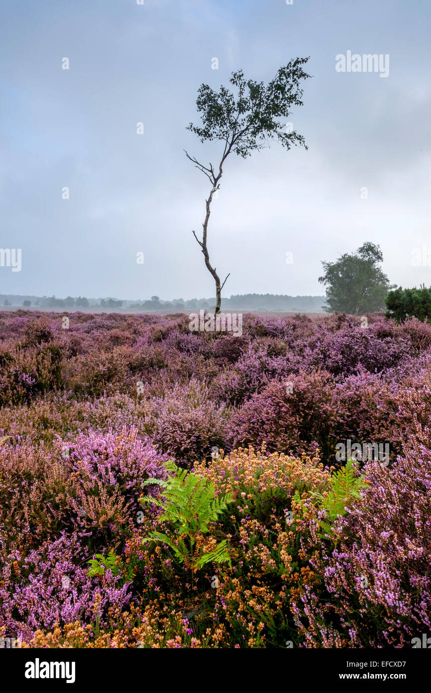 Ein Baum unter der Ginster und Heidekraut auf Westleton Heath. Stockfoto
