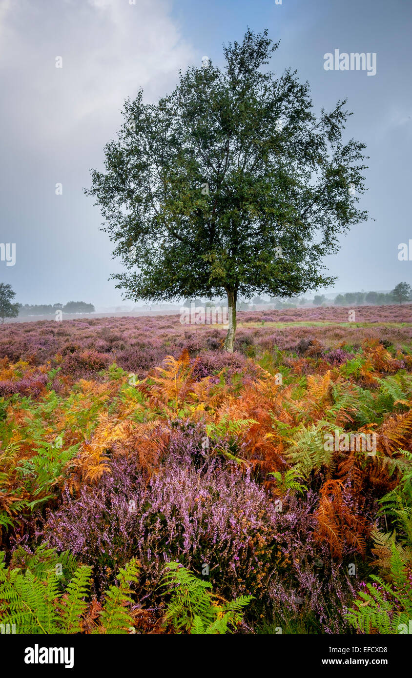Ein Baum unter der Ginster und Heidekraut auf Westleton Heath. Stockfoto