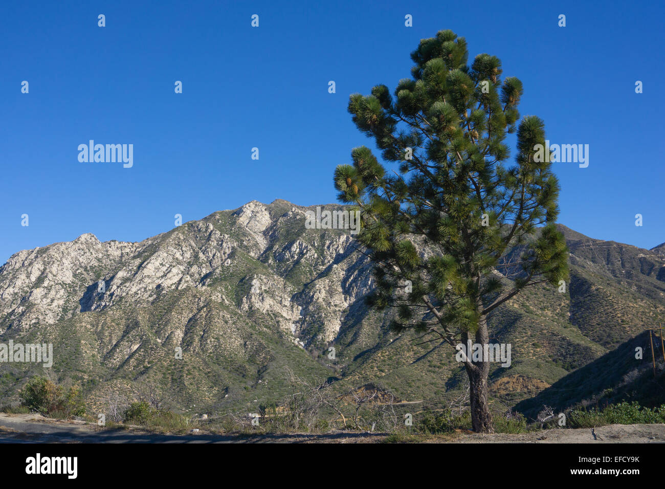 Kiefer mit Blick auf ein tiefes Tal in den San Gabriel Mountains über Los Angeles, Kalifornien. Stockfoto