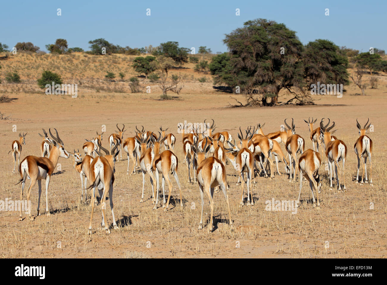 Eine Herde von Springbock Antilopen (Antidorcas Marsupialis), Kalahari-Wüste, Südafrika Stockfoto