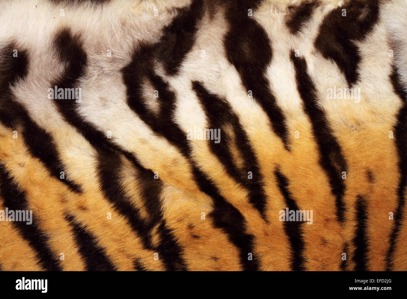 natürliche Muster auf Tiger Fell, echte Textur der Katze Fell Stockfoto