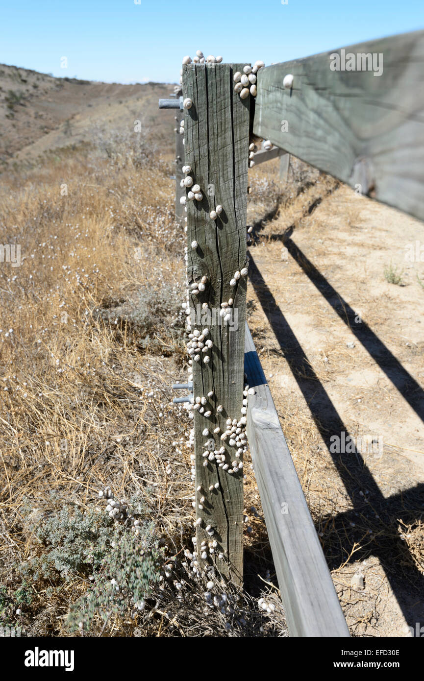 Schnecken oben einen Beitrag, Tank Hill Lookout, Orroroo, South Australia Stockfoto