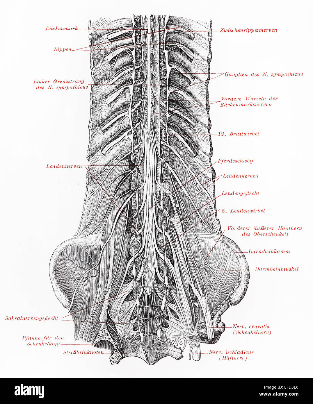 Jahrgang des 19. Jahrhunderts, die Zeichnung des menschlichen Nervensystems des unteren Wirbelsäule Stockfoto