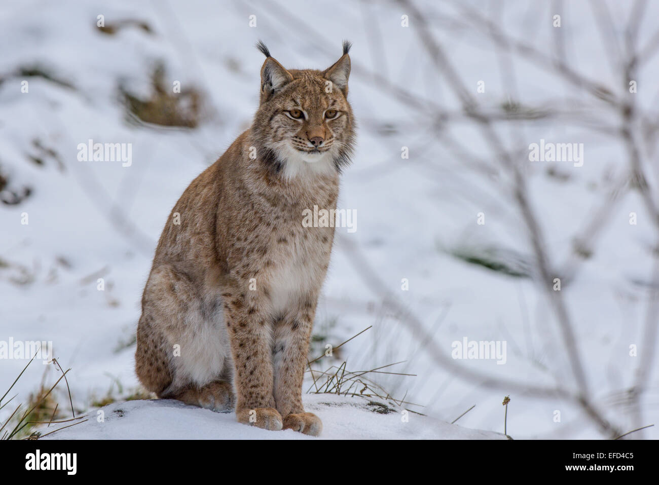 Luchs Lynx Lynx Stockfotografie - Alamy