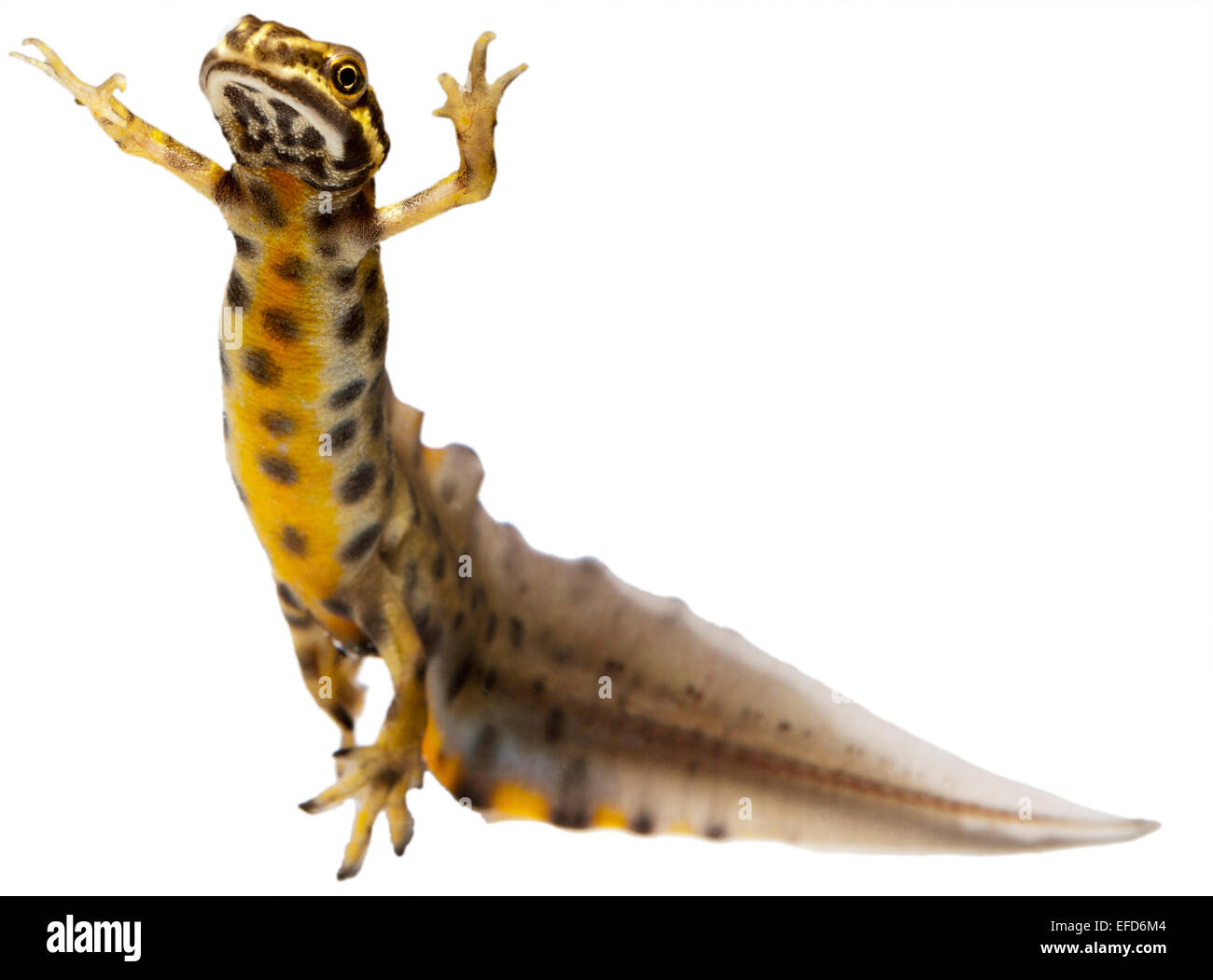 Glatte Newt männlich unter Wasser auf weißem Hintergrund (Triturus Vulgaris) Stockfoto