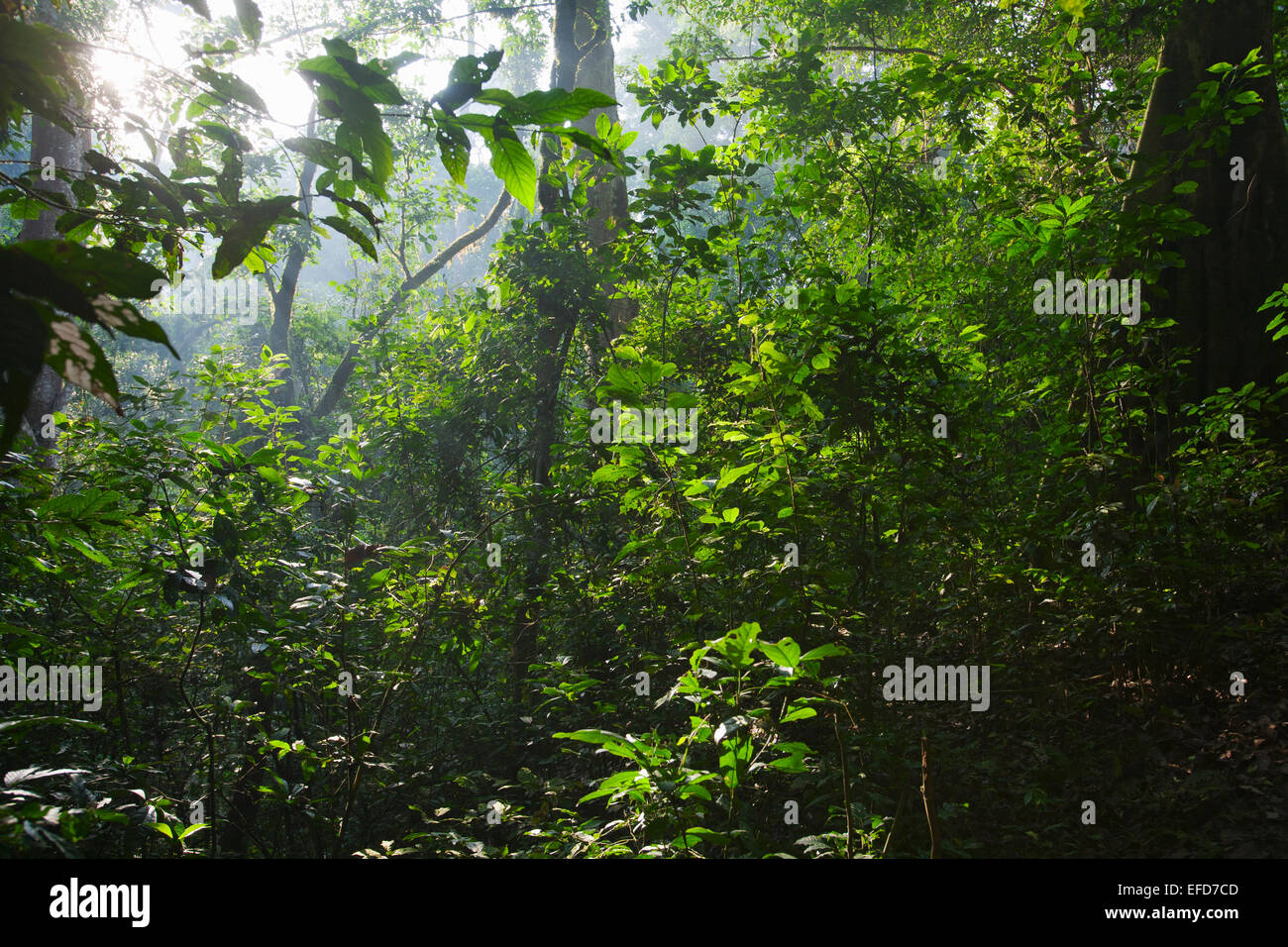 Halb-tropischen Regen Laubwald, Budongo Forest Reserve, Uganda Januar 2011 Stockfoto