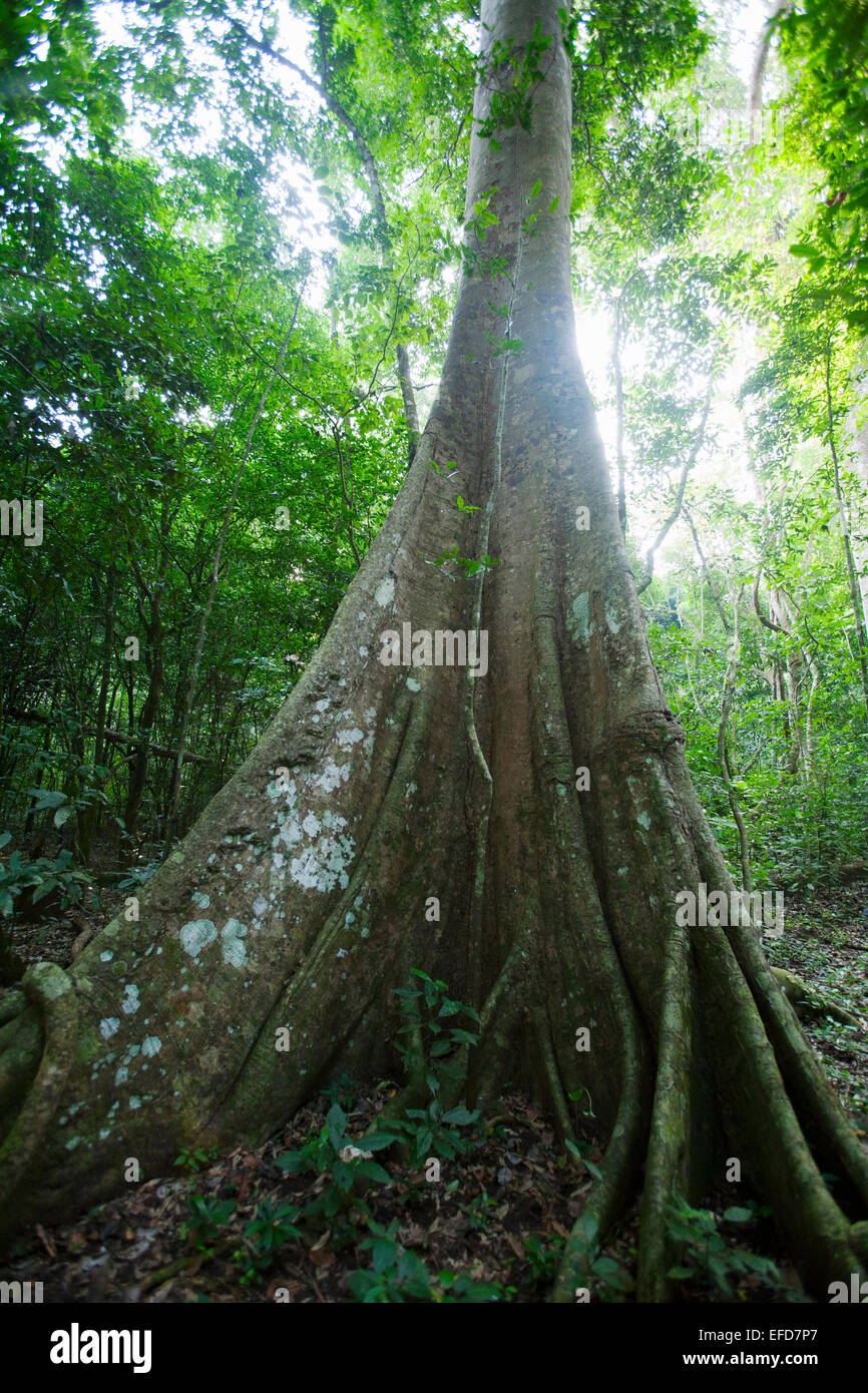 Strebepfeiler Wurzeln der Feigenbaum semi-Laub tropischer Regenwald, Budongo Forest Reserve, Uganda Januar 2011 Stockfoto