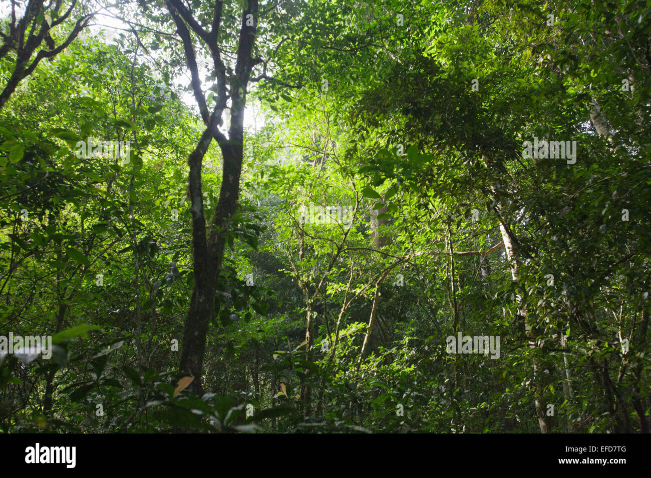 Zeigen Sie bis zu Regenwald an. Halb-laubwechselnden tropischer Regenwald, Budongo Forest Reserve, Uganda Januar 2011 Stockfoto