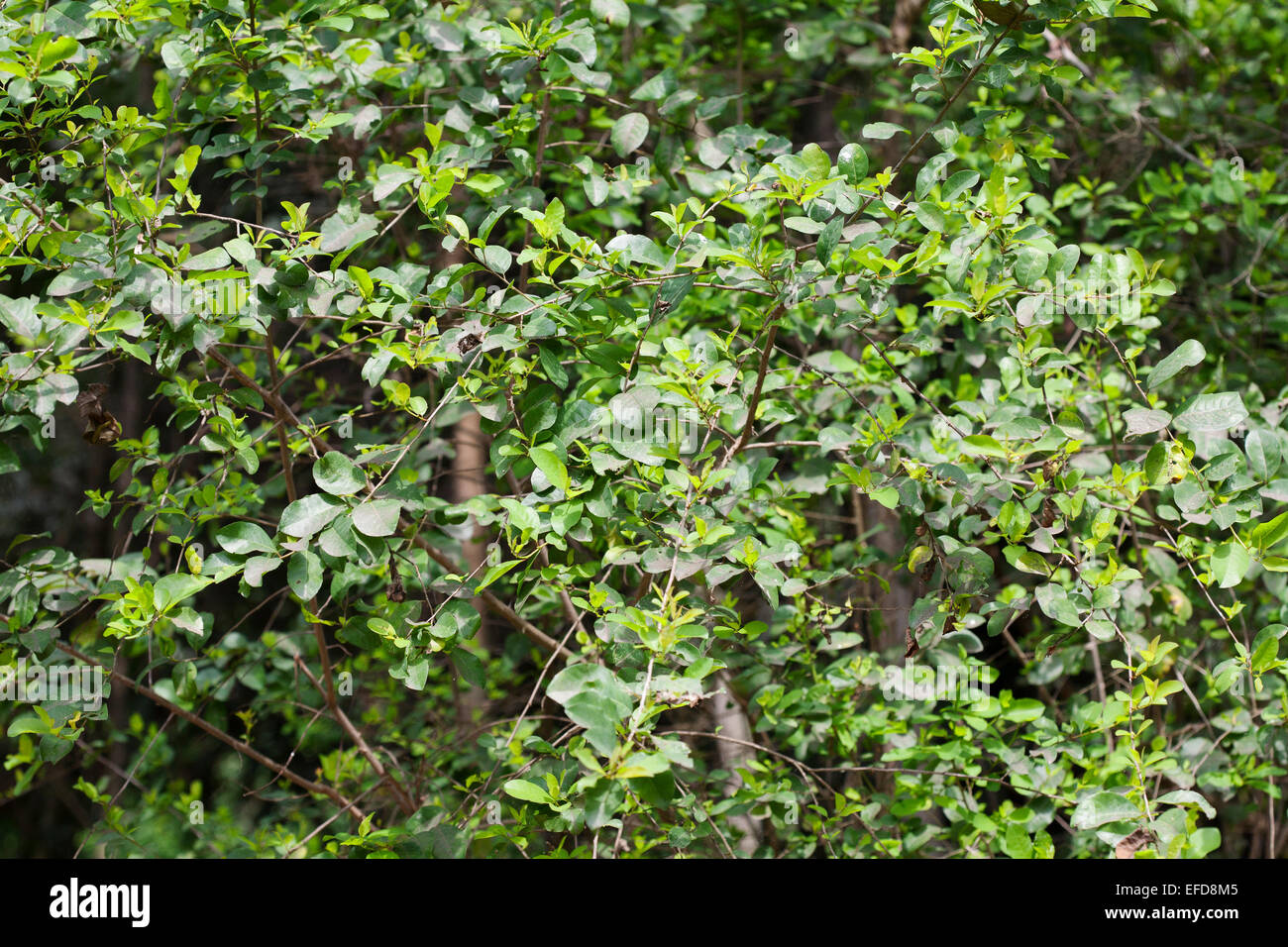 Gemeinsame Bushweed Securinega Virosa tritt in tropischen Afrika Heilpflanze Stockfoto
